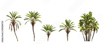 Papier peint  3D illustration Strelitzia nicolai wild banana giant white bird of paradise trees