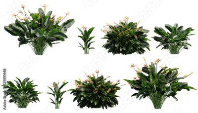 Papier peint  3D illustration Strelitzia Reginae tree bird of paradise