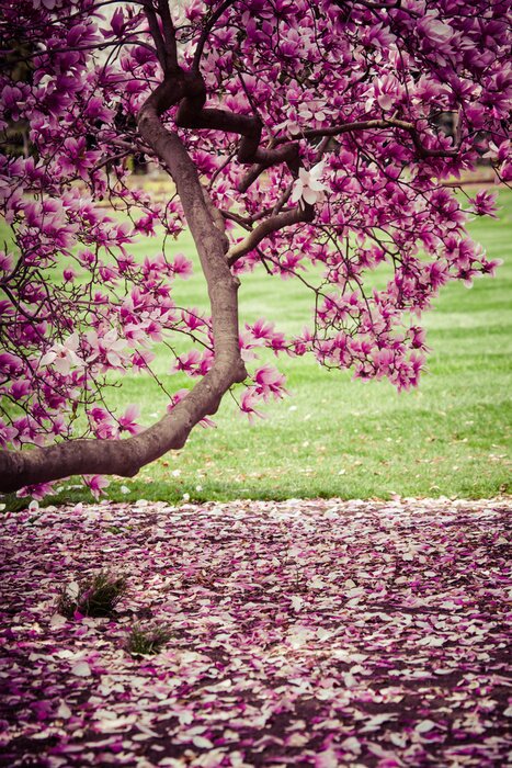 Papier peint  3D magnolia à l'automne