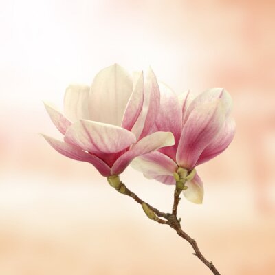 Papier peint  3D magnolia sur fond rose