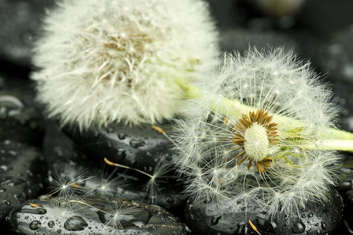 Papier peint  3D pissenlits sur les pierres humides