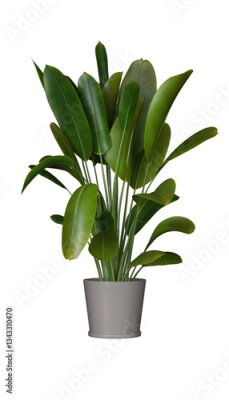 Papier peint  3d render of a potted Strelitzia Reginae plant, with large, green, leaves in a grey pot. isolated over transparent background, PNG cut-out	
