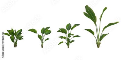 Papier peint  3d rendering of Strelitzia nicolai plants on transparent background