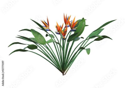 Papier peint  3D, rendu, Strelitzia, blanc