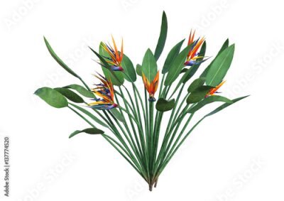 Papier peint  3D, rendu, Strelitzia, blanc