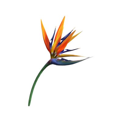 Papier peint  3D, rendu, Strelitzia, fleur, blanc