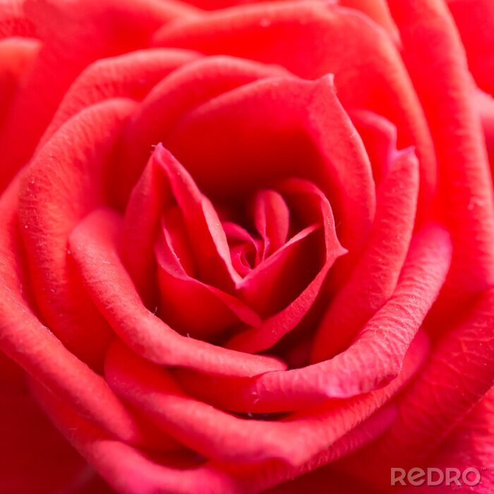 Papier peint  3D rose rouge