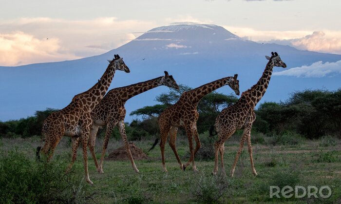 Papier peint  4 Giraffes & Mount Kilimanjaro