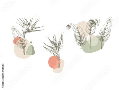 Papier peint  741_Strelitzia abstract line art tropical flower, strelitzia outline graphic drawing, minimal art flower on simple geometric shapes background, modern illustration, elegant line drawing