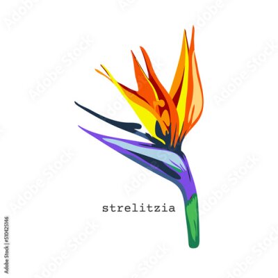 Papier peint  743_Strelitzia vector illustration strelitzia bright colors, vector flower, plant exotic tropical hawaiian jungle