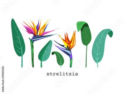 Papier peint  744_Strelitzia vector illustration strelitzia bright colors, vector flower, plant exotic tropical hawaiian jungle, set of tropical plant elements for decoration