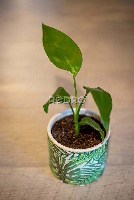 Papier peint  A baby strelitzia, or Bird of Paradise, plant grown from seed, showing new growth and looking healthy, will be an ideal indoor house plant.