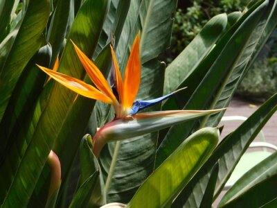 Papier peint  A beautiful crane flower, or bird of paradise, or strelitzia reginae