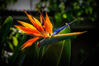 Papier peint  A beautiful strelitzia flower, showing its spectacular colors and shape.  Photographed in South Africa.