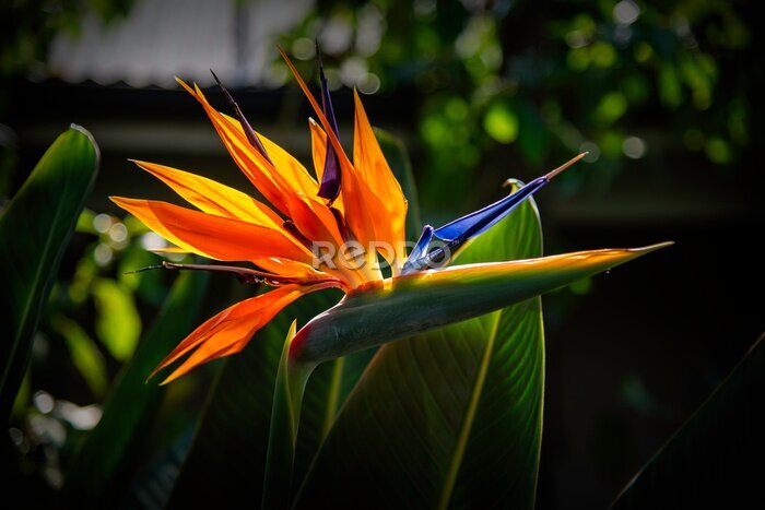 Papier peint  A beautiful strelitzia flower, showing its spectacular colors and shape.  Photographed in South Africa.