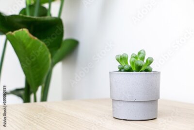 Papier peint  A beautifully small and cute Haworthia cooperi plant in a grey pot on wooden desk against white wall, leaves from a Giant White Bird of Paradise plant (Strelitzia nicolai) out of focus in background