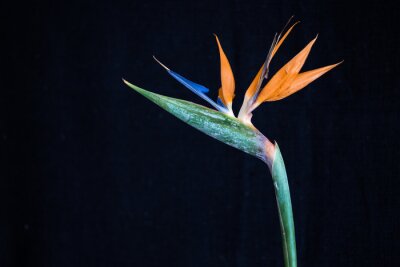 Papier peint  A Bela Strelitzia