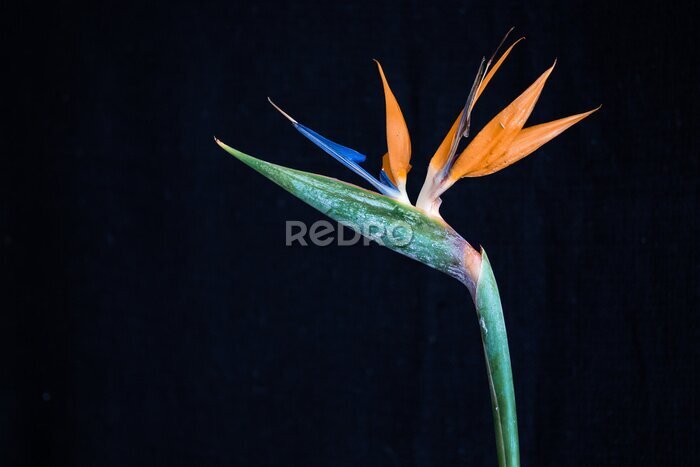 Papier peint  A Bela Strelitzia