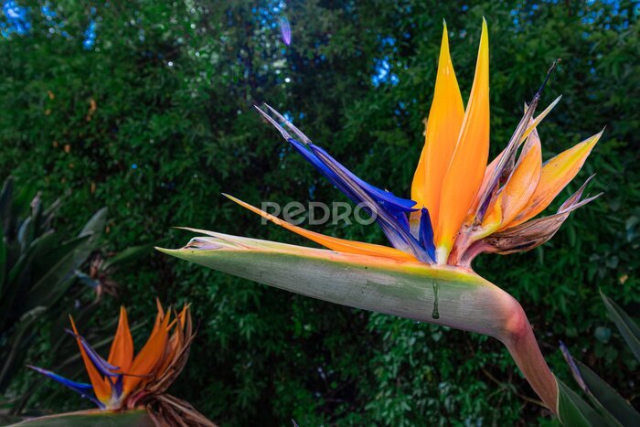 Papier peint  A bird of paradise flower (Strelitzia reginae)