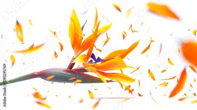 Papier peint  A bright exotic flower with orange petals flutters in the wind on a white background. Beautiful strelitzia - as a gift for March 8th. A festive postcard for women's Day. A symbol of love