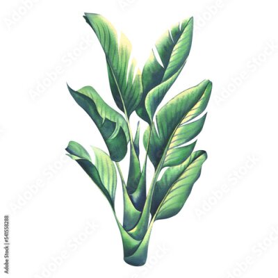 Papier peint  A bush of strelitzia in cartoon style. watercolor illustration. An isolated object from the SURFING collection. For decoration and design of tropical islands, interiors and beaches.