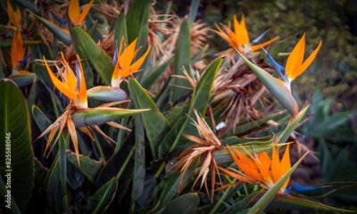Papier peint  A bush with beautiful exotic orange flowers Strelitzia reginae, bird of paradise.