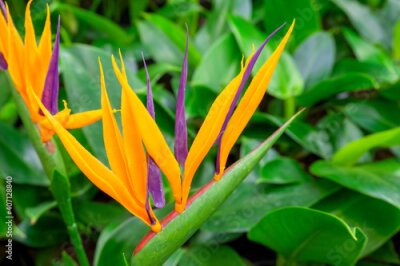 Papier peint  A close-up of a blooming evergreen exotic plant Strelitzia. Selective focus, blurred backdrop.