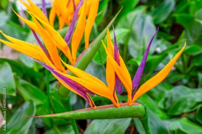 Papier peint  A close-up of a blooming evergreen exotic plant Strelitzia. Selective focus, blurred backdrop.