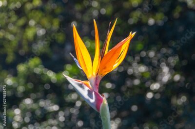 Papier peint  A close up view of the top of a strelitzia flower