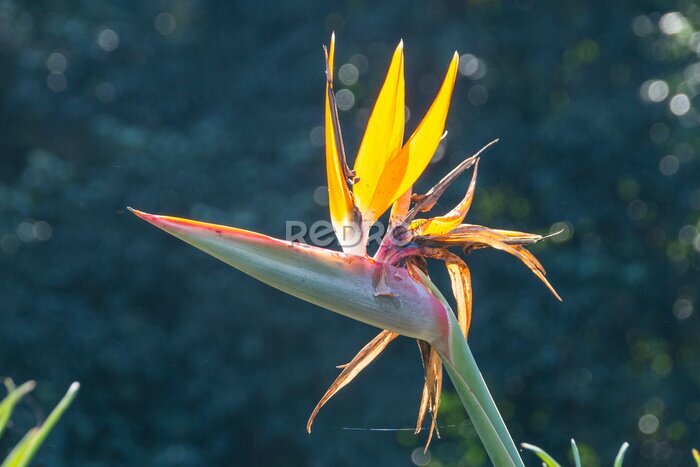 Papier peint  A close up view of the top of a strelitzia flower