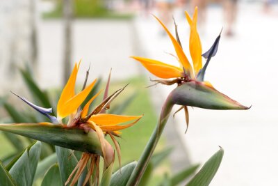 Papier peint  A couple of strelitzia flowers known also as "bird of paradise" at the seaside of Vitoria, Brazil