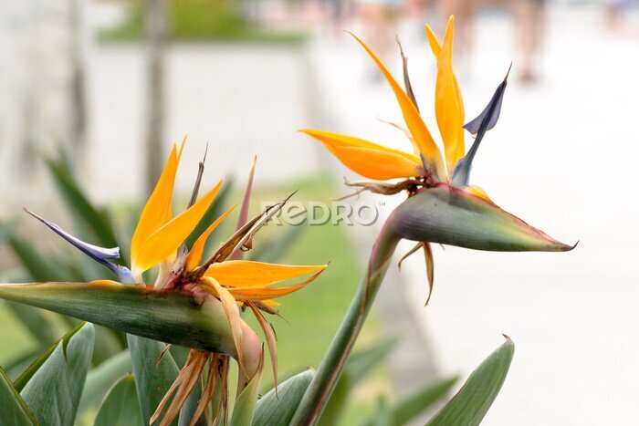 Papier peint  A couple of strelitzia flowers known also as &quot;bird of paradise&quot; at the seaside of Vitoria, Brazil