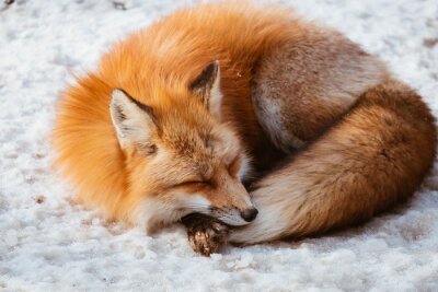 Papier peint  A Cute foxes Sleep on the snow during winter season in Zao fox village, Miyagi, Japan