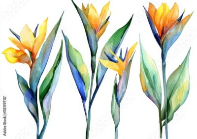 Papier peint  A detailed botanical illustration in watercolor, showcasing bright tropical flowers and leaves, with a paradise flower and strelitzia against a white backdrop.