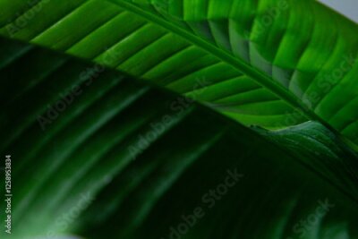 Papier peint  A detailed close-up of the vibrant, green leaves of the Strelitzia Nicolai plant, showcasing their unique shape and texture.