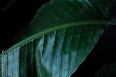 Papier peint  A detailed close-up of the vibrant, green leaves of the Strelitzia Nicolai plant, showcasing their unique shape and texture.