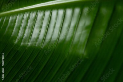 Papier peint  A detailed close-up of the vibrant, green leaves of the Strelitzia Nicolai plant, showcasing their unique shape and texture.