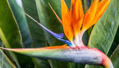 Papier peint  A detailed close-up shot of a strelitzia blossom, commonly known as the bird of paradise flower, capturing its vibrant colors, unique shape, and intricate details