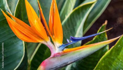 Papier peint  A detailed close-up shot of a strelitzia blossom, commonly known as the bird of paradise flower, capturing its vibrant colors, unique shape, and intricate details