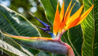 Papier peint  A detailed close-up shot of a strelitzia blossom, commonly known as the bird of paradise flower, capturing its vibrant colors, unique shape, and intricate details