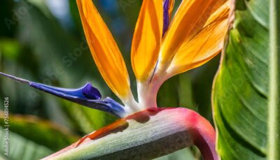 Papier peint  A detailed close-up shot of a strelitzia blossom, commonly known as the bird of paradise flower, capturing its vibrant colors, unique shape, and intricate details