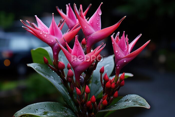 Papier peint  A detailed close-up shot of a strelitzia blossom, commonly known as the bird of paradise flower, capturing its vibrant colors, unique shape, and intricate details, symbolizing exotic beauty and the al