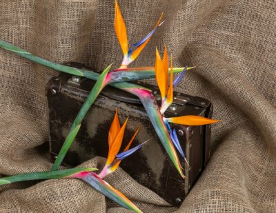 Papier peint  A few strelitzia flowers displayed with an old school suitcase on a hessian background