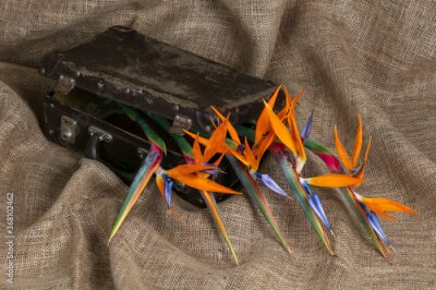 Papier peint  A few strelitzia flowers displayed with an old school suitcase on a hessian background
