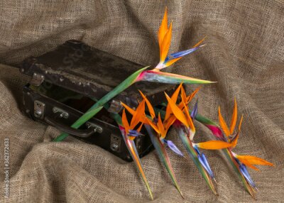 Papier peint  A few strelitzia flowers displayed with an old school suitcase on a hessian background
