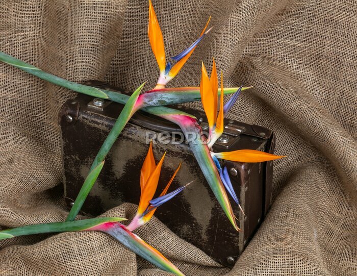 Papier peint  A few strelitzia flowers displayed with an old school suitcase on a hessian background