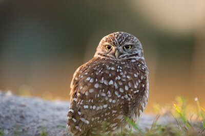 Papier peint  A Florida Burrowing Owl close-up portrait in soft morning sunlight with a smooth green background.