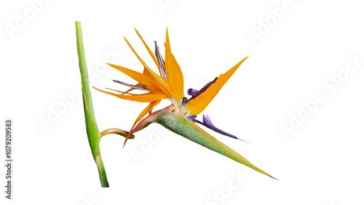 Papier peint  A flower of the Bird of Paradise (Strelitzia reginae) isolated on white background