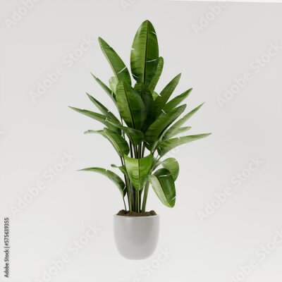 Papier peint  A giant white bird of paradise plant (strelitzia nicolai) in pot with white background, 3d rendering 