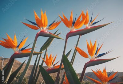 Papier peint  A group of Strelitzia or Bird of Paradise flowers